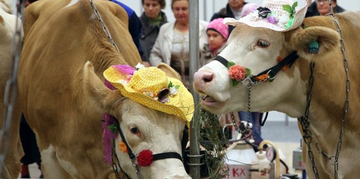 Производители молока